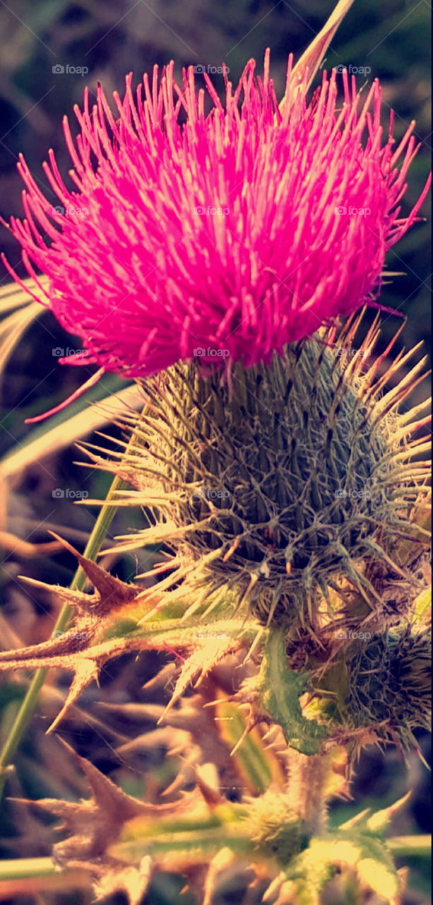 Thistle 