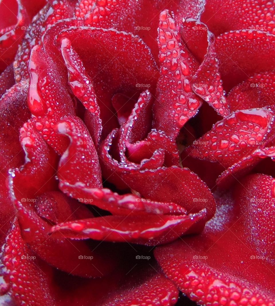 early morning dew on red rose petals