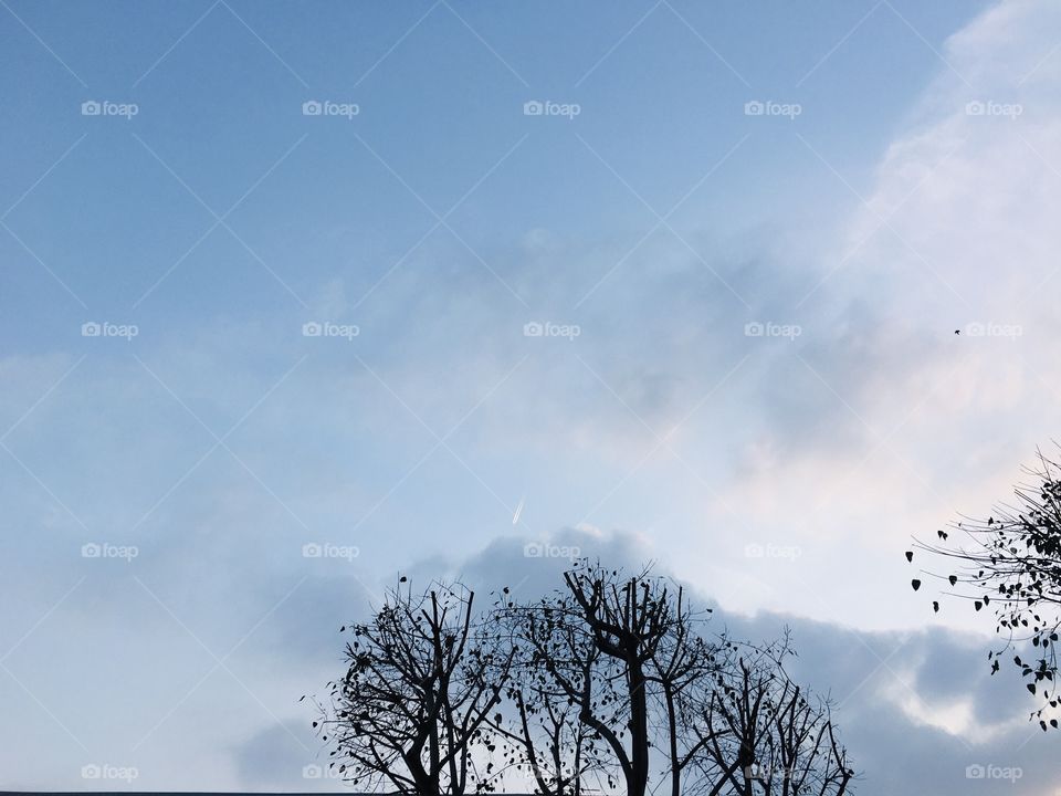 Dark clouds above the tree branches 