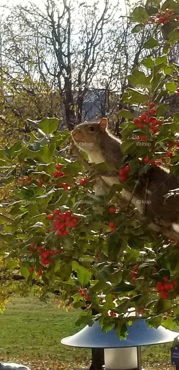 squirrel in holly tree