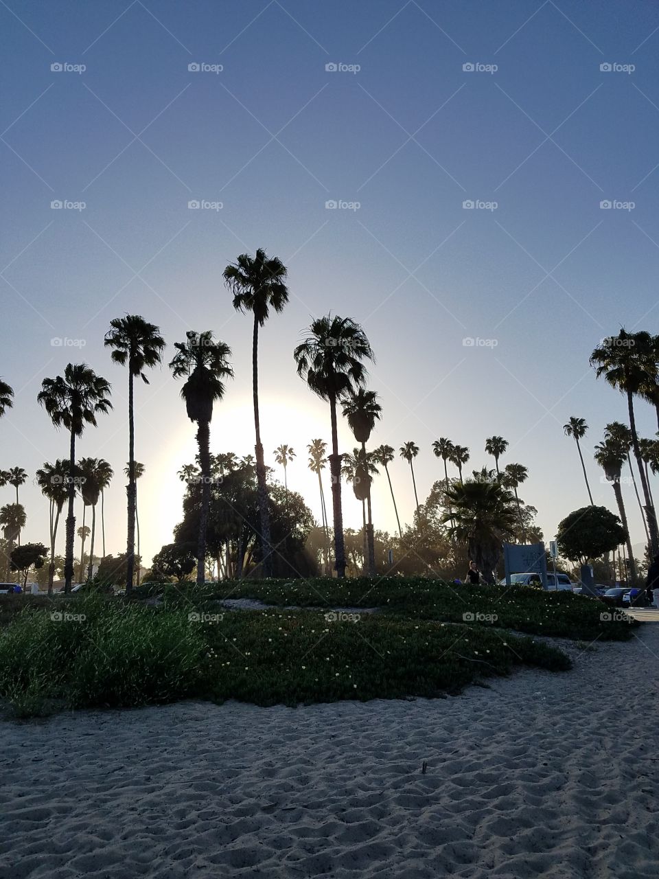beach Palm trees