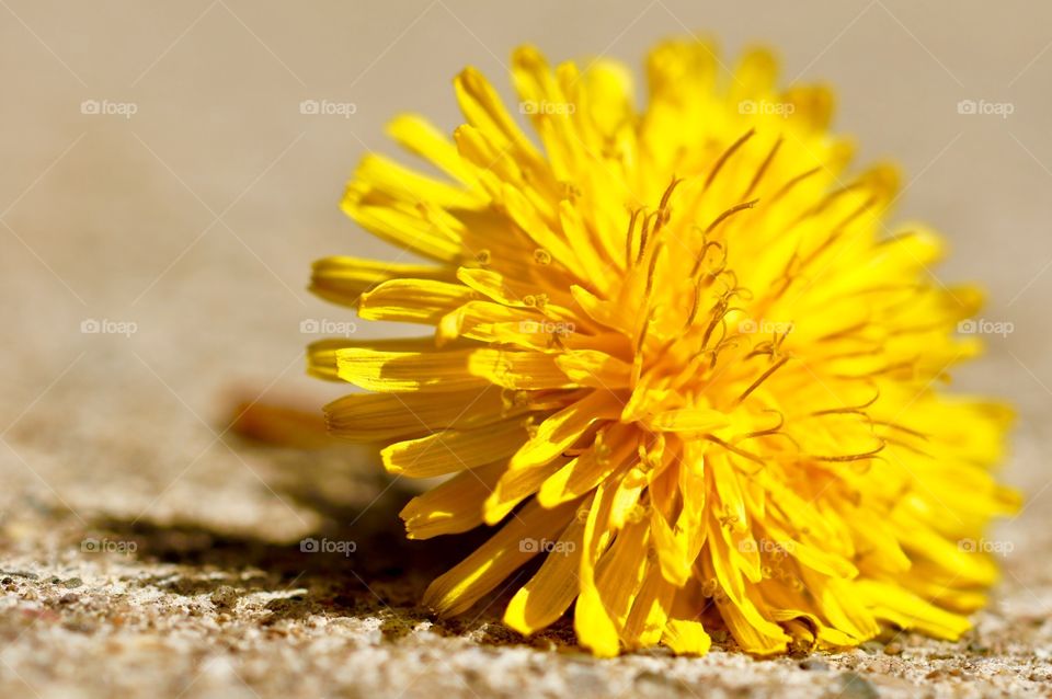 Fallen Dandelion 