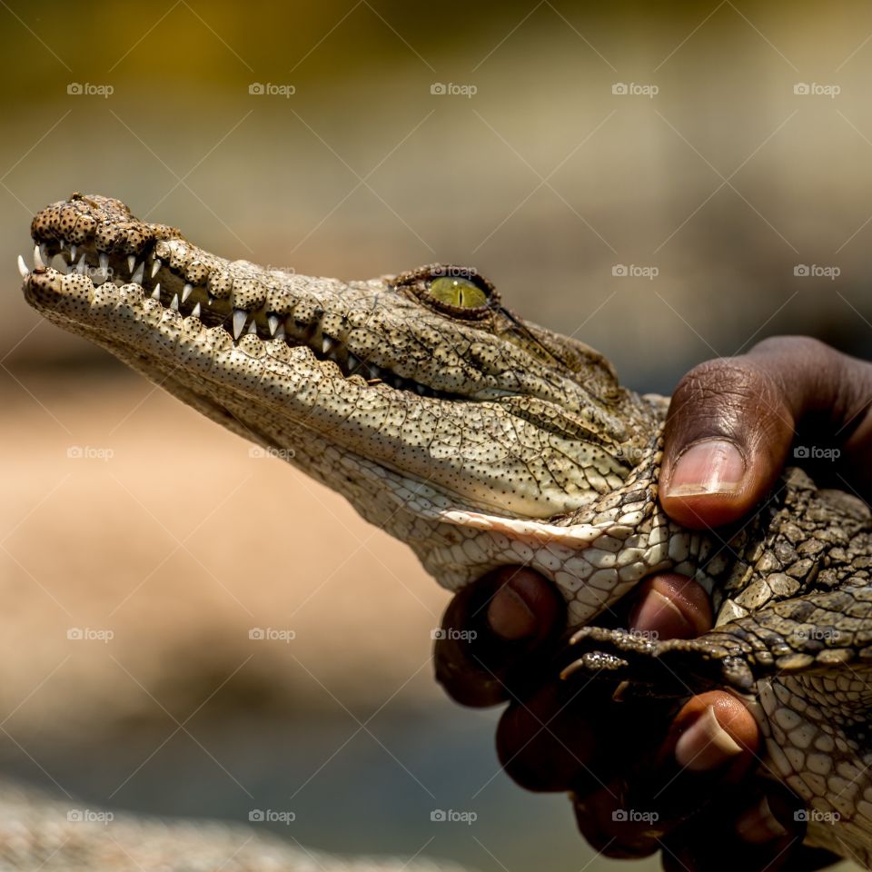 Young Crocodile held by ranger