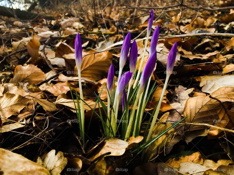 Crocus