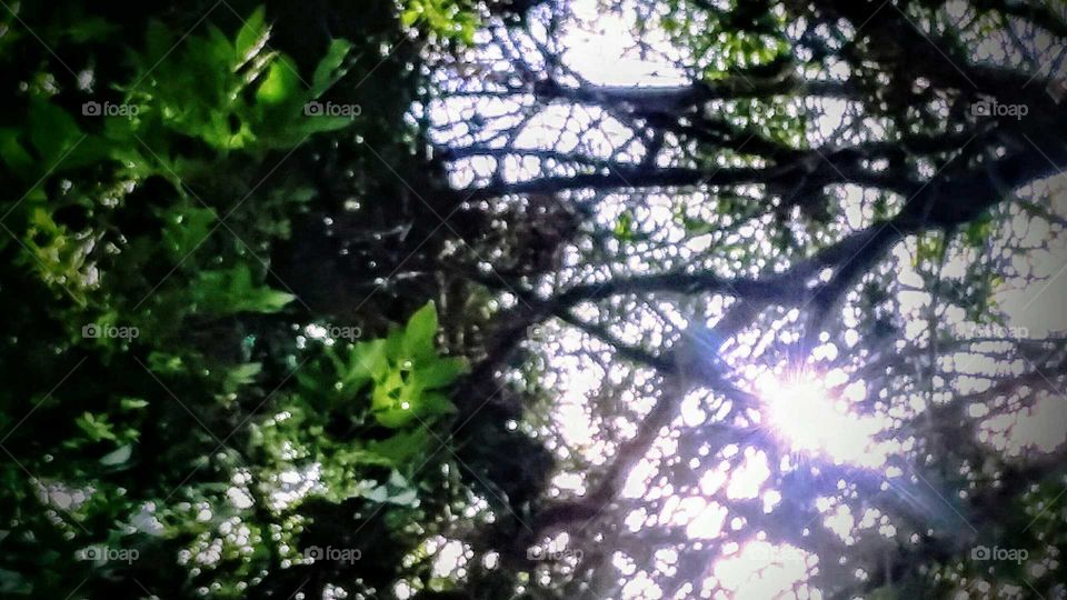 Sun Shining Through the Branches of Tree