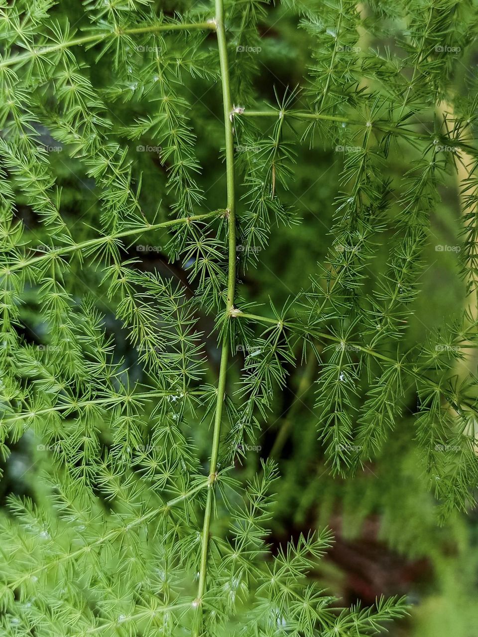 Close-up of a green plant with pointed, smooth leaves, similar to a shrub or small tree