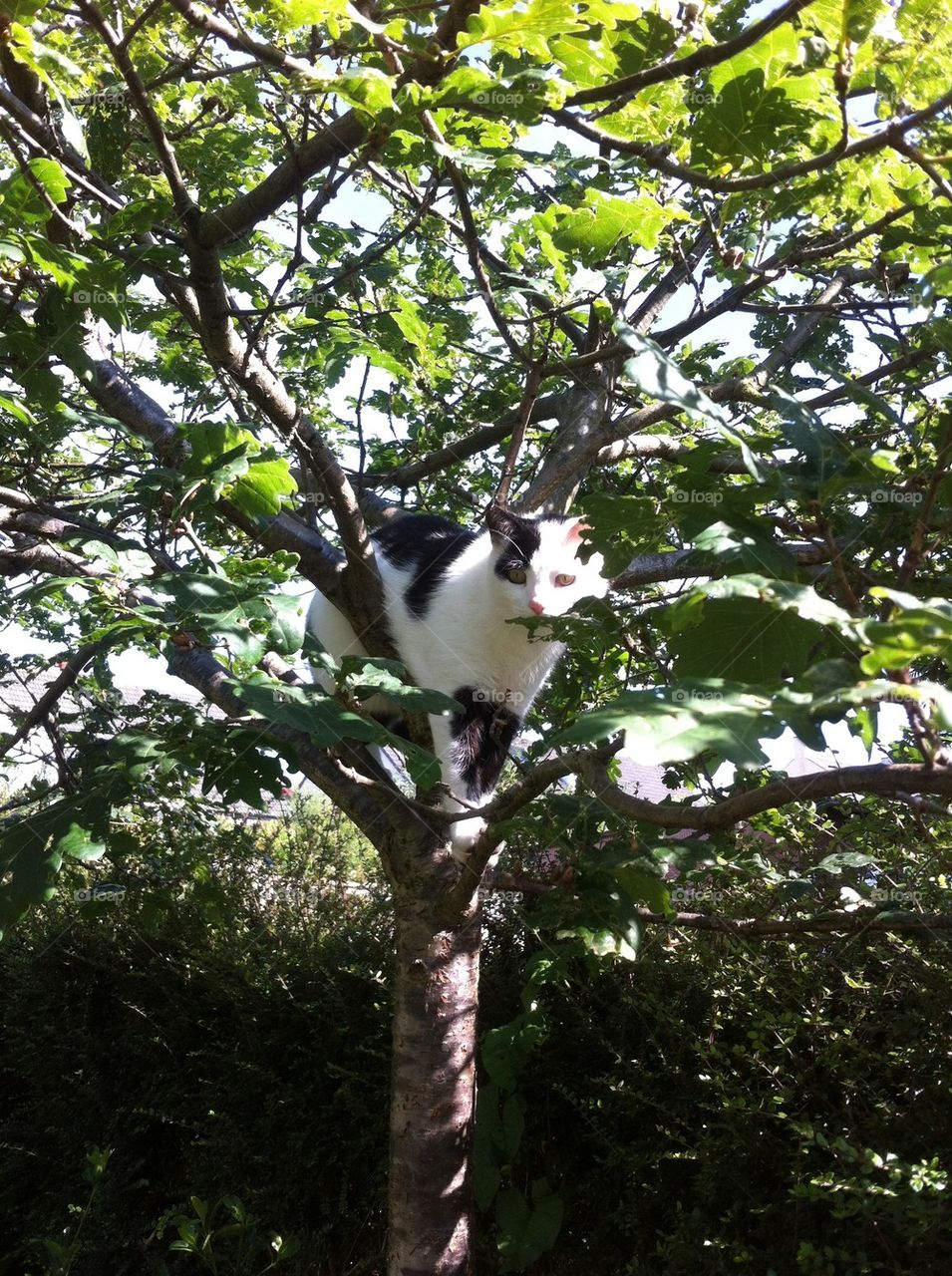 Cat up tree