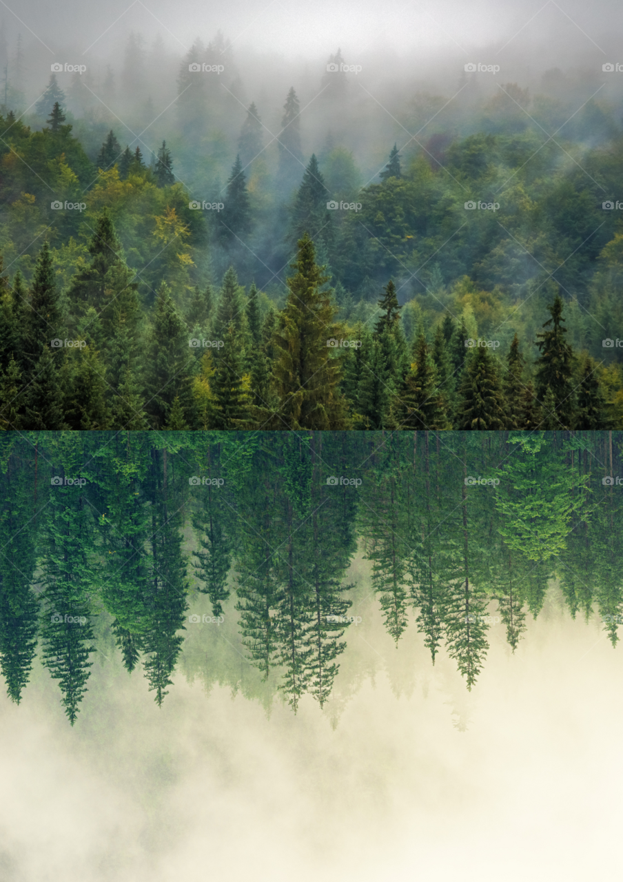 two sides of the forest