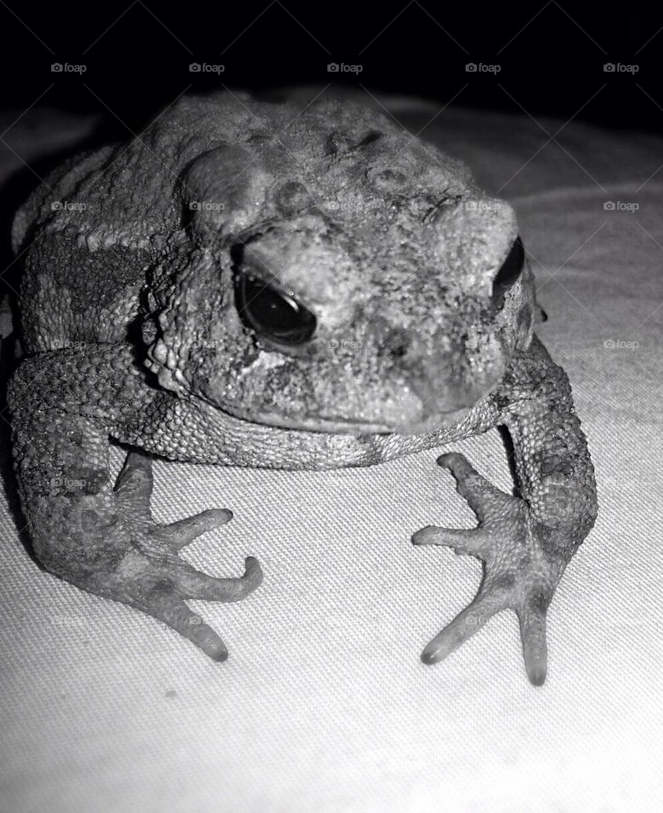 Toad