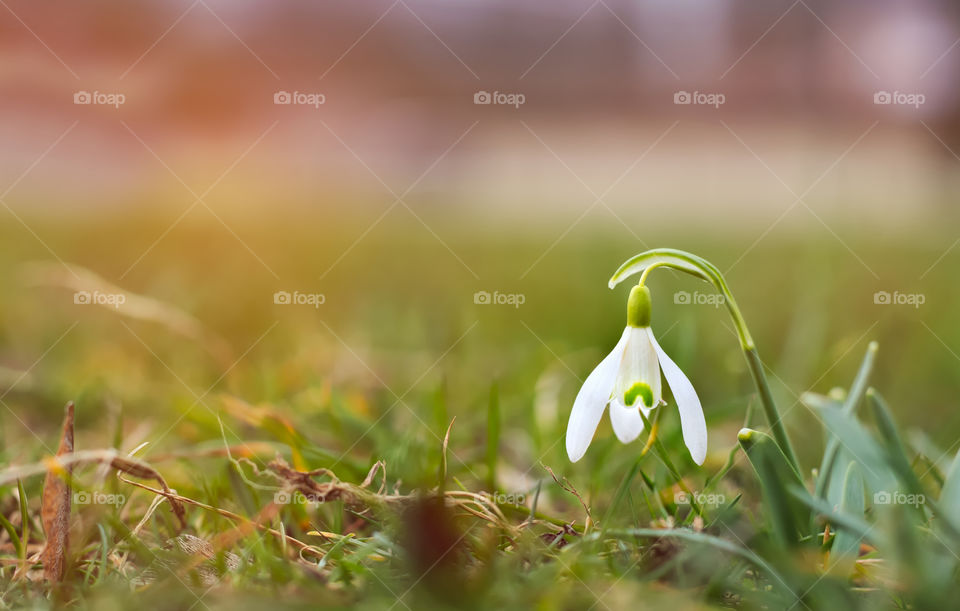 Single snowdrop in morning light on grassfield.
