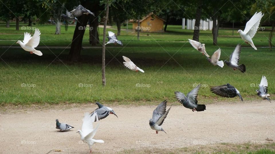 Pigeons#birds#nature#flying