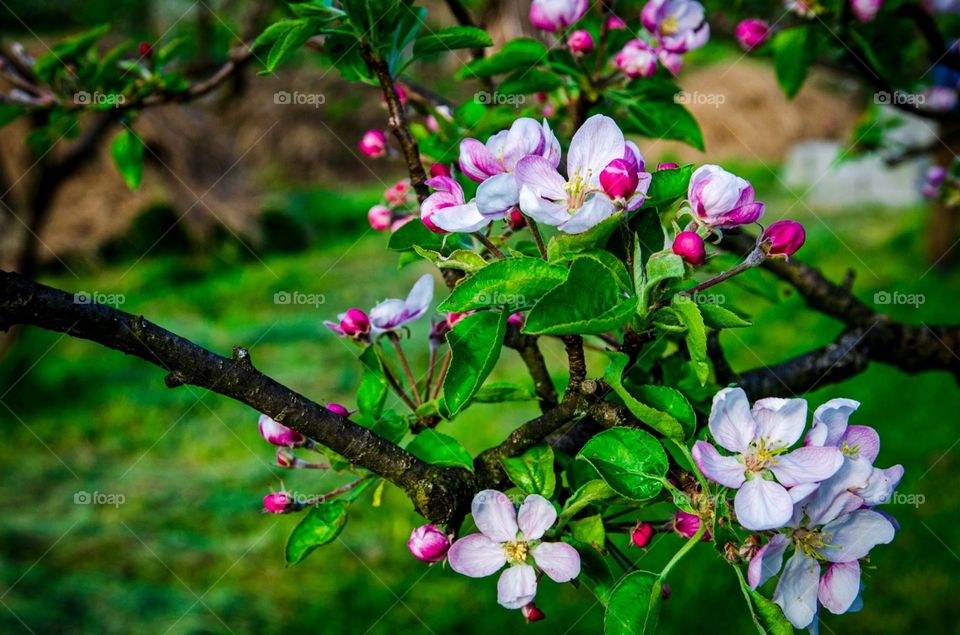 Blossoming tree branch