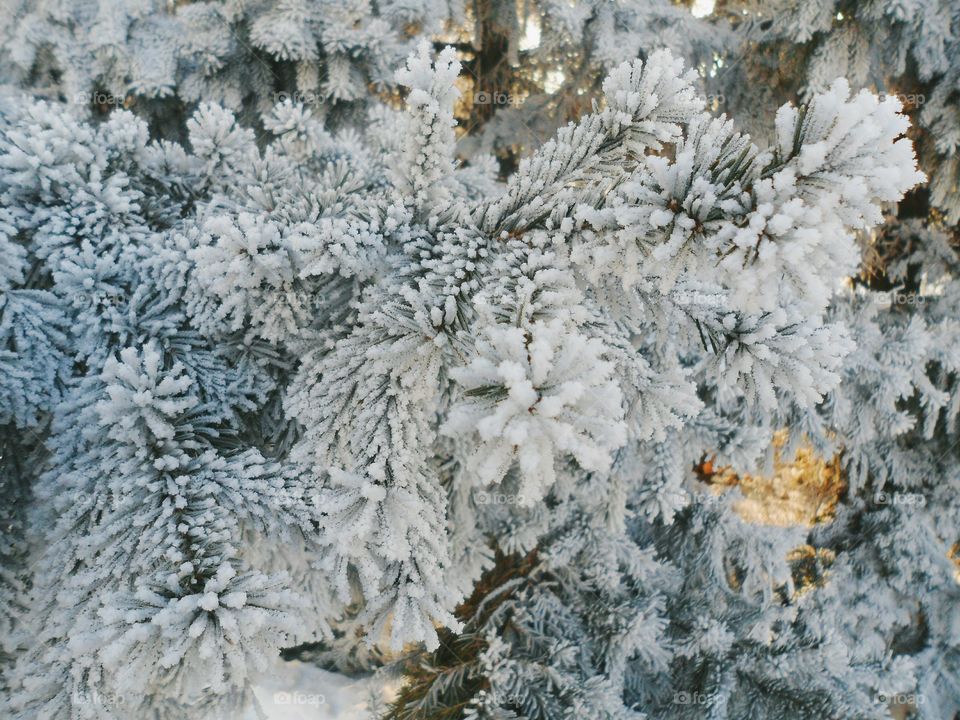 branch of spruce in frost, winter 2017