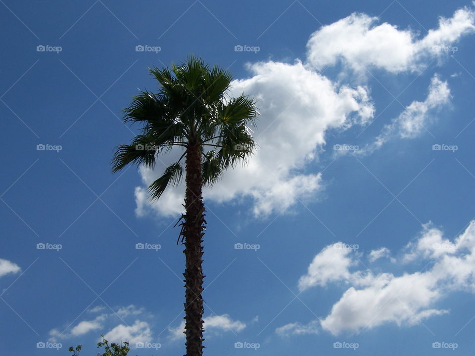 palm tree clouds. enjoying a beautiful day