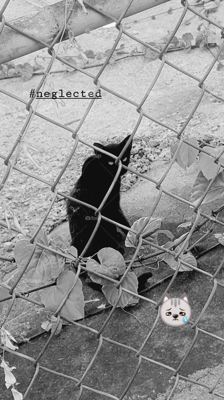 Stray cats are hard to get rid of. 
Black cats, symbolize as dark, lonely, and mysterious.