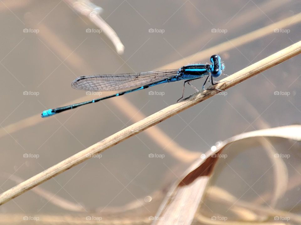 Blue Dragonfly on the river