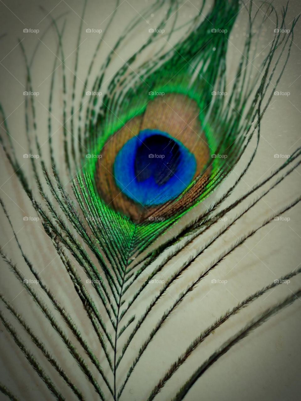peacock feathers