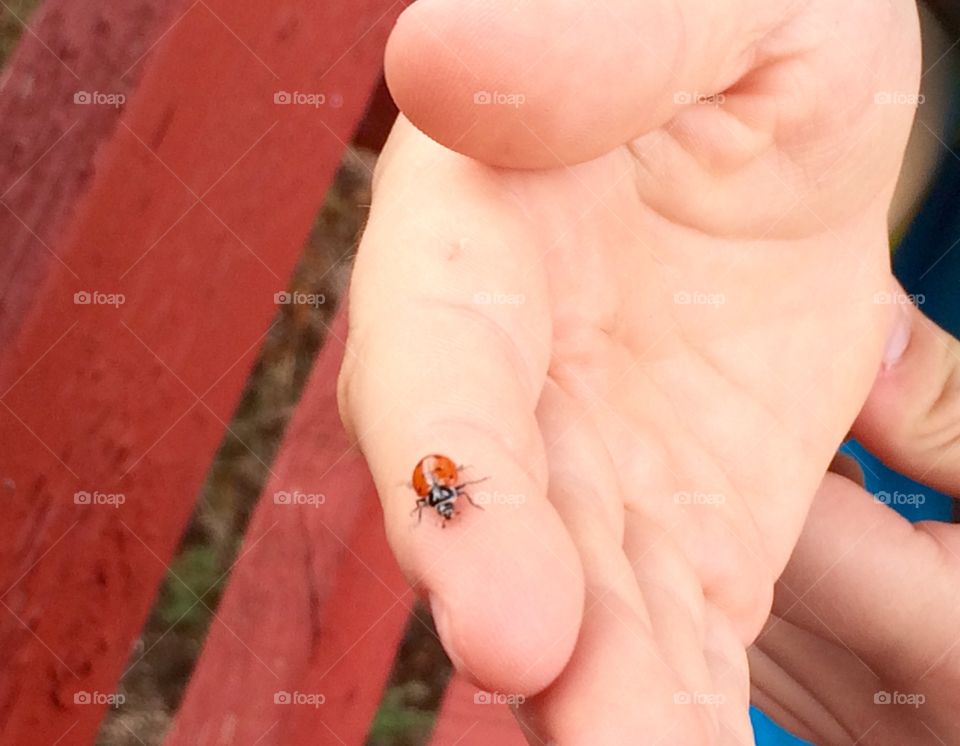 Boy with a Ladybug 