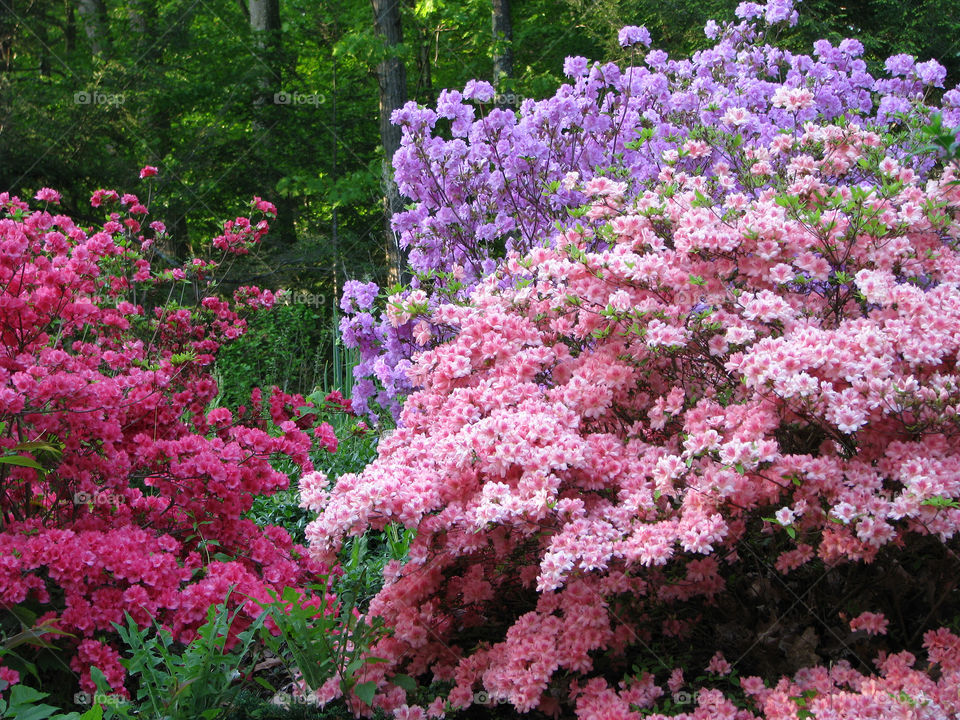 Pink and purple blooming shrubs