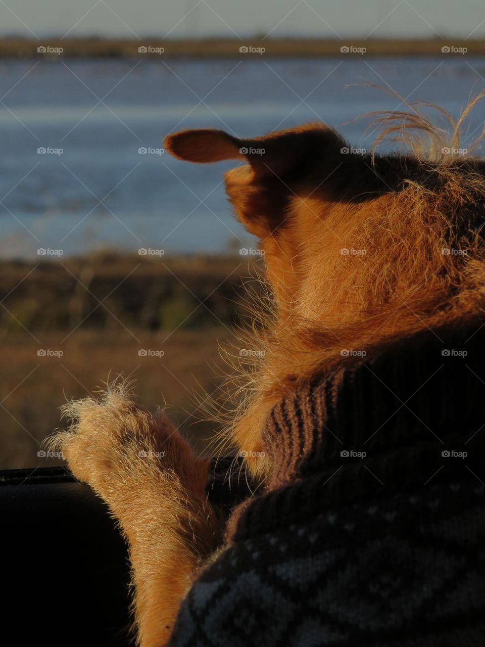 Dog Looking Out Car Window 