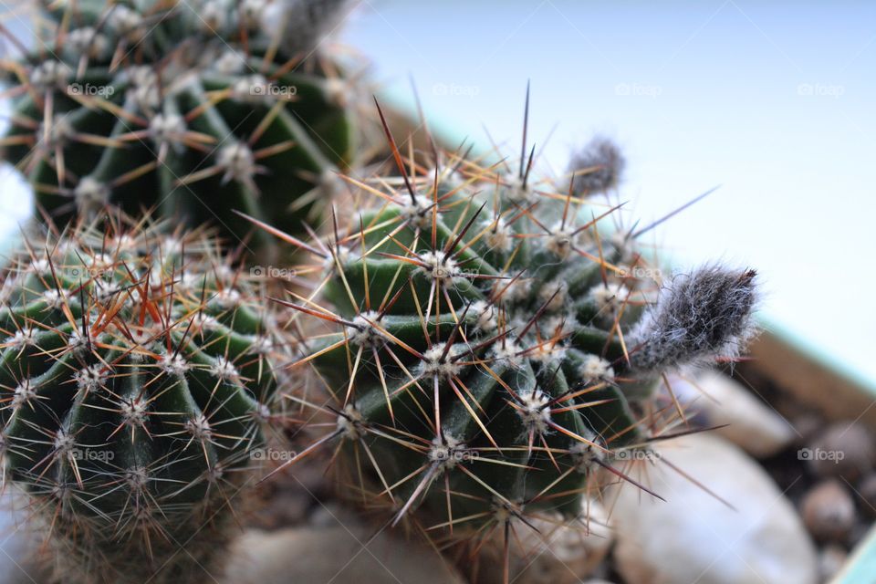 cactus flower house plants beautiful