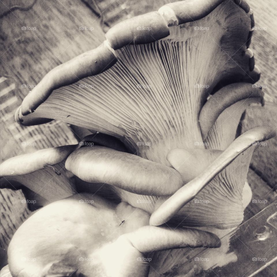 Farmer's Market Mushrooms. Beautiful chef's mushrooms purchased at a local farmers market.