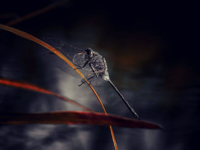 Macro