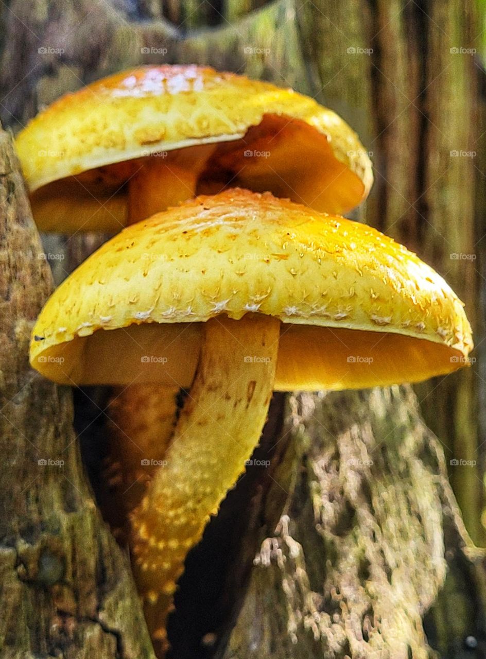 Yellow Mushrooms coming out of the tree