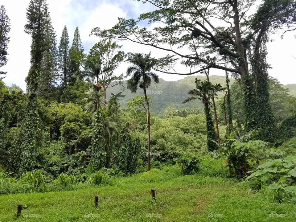 Lyon arboretum,  Oahu