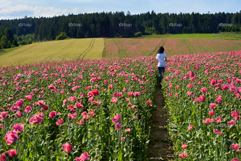 In the poppy fields 