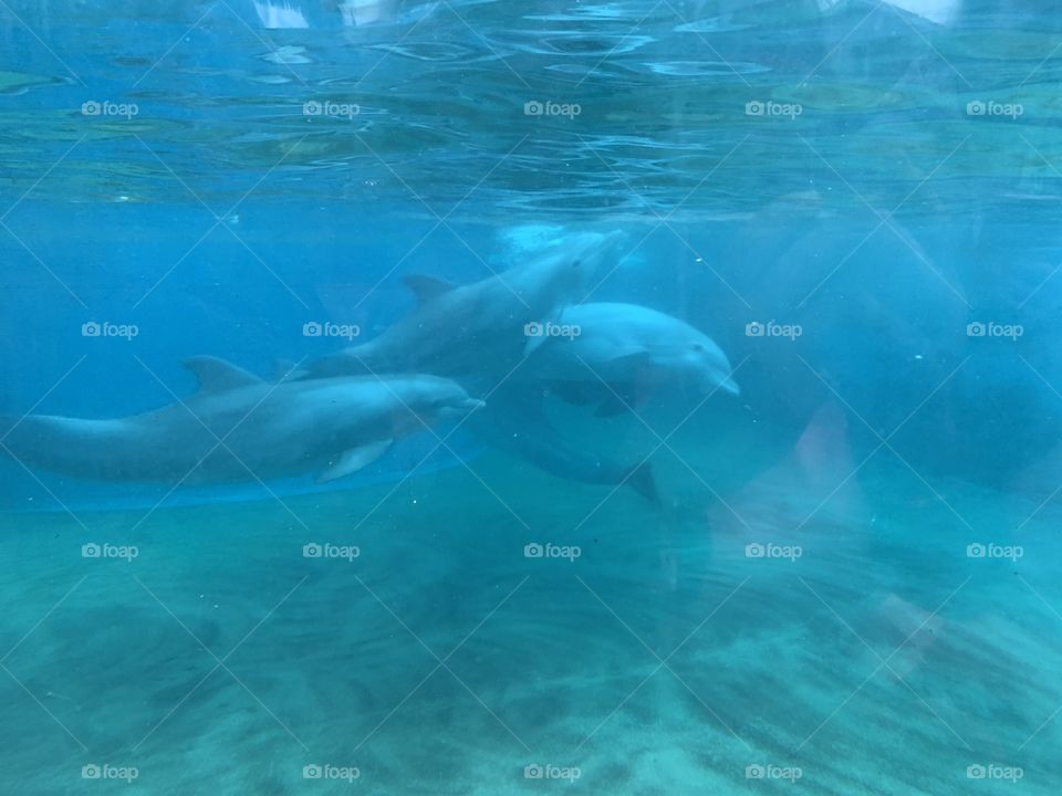 #day74 111319 SeaWorld Orlando. Meet baby dolphin, Storm! Join me in the fun @Selsa_Susanna highlights or https://www.facebook.com/selsa.susanna