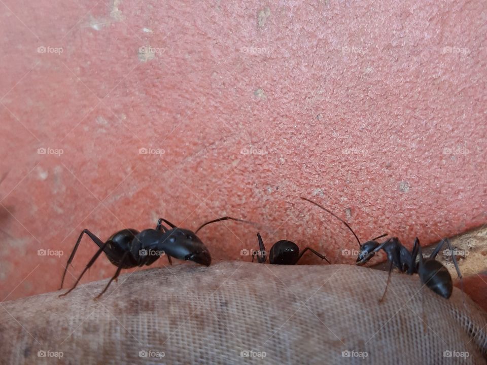 ants