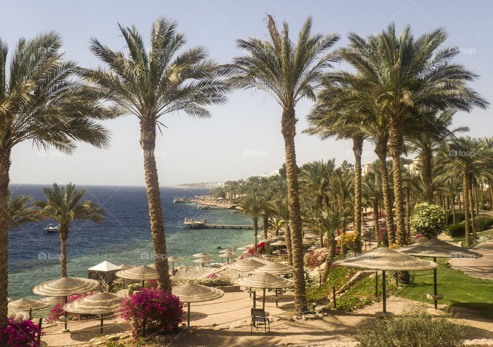 palms in Egypt Sharm el Sheikh