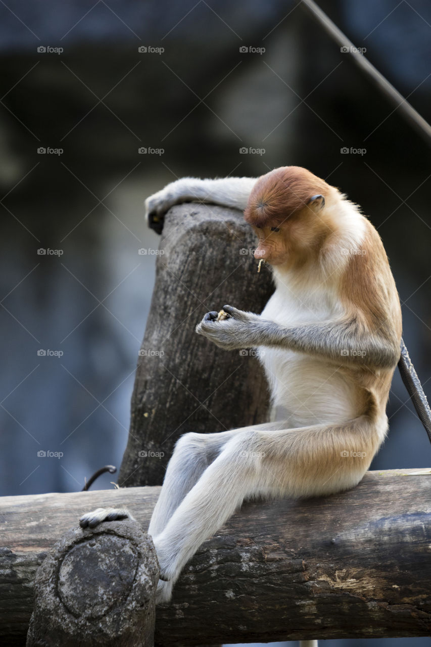 Proboscis Monkey eating snacks