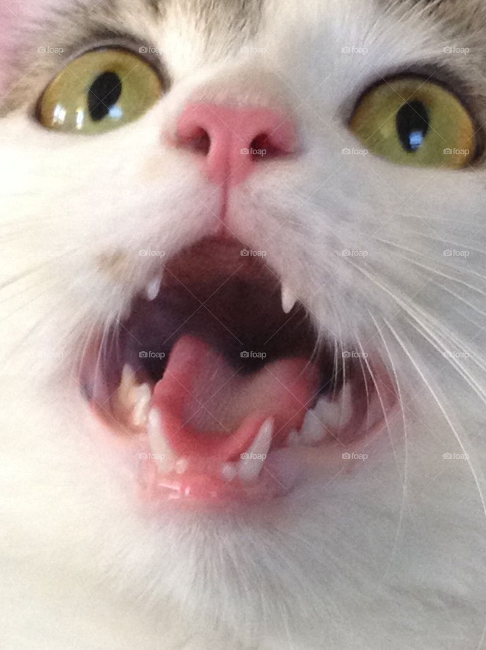 White Cat with Big Open Smile