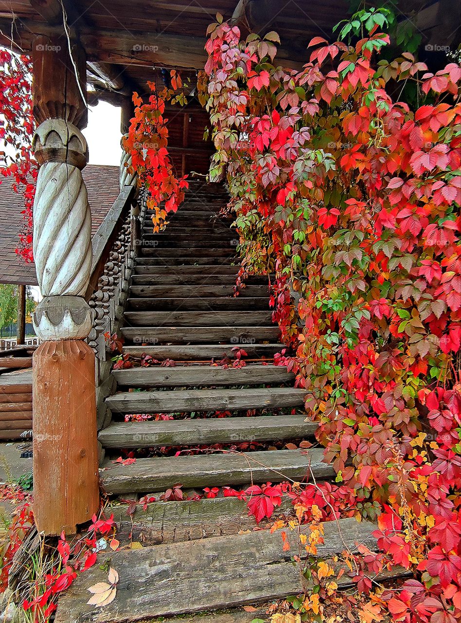 Autumn. Wooden porch with wooden stairs. On one side of the porch, along the entire staircase, entwined with plants with red, green and yellow leaves