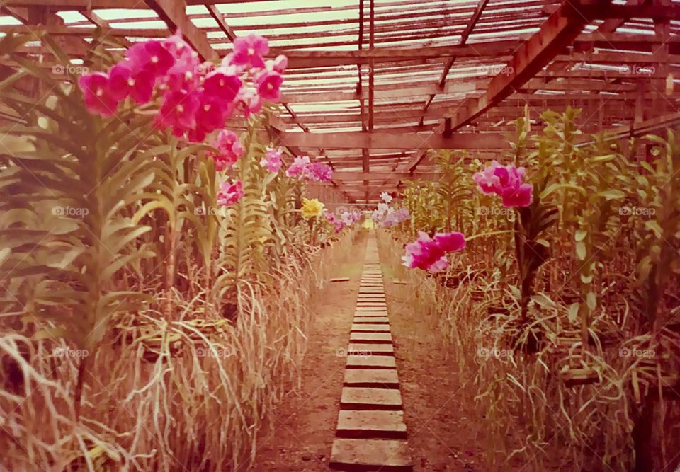 Orchid Farm