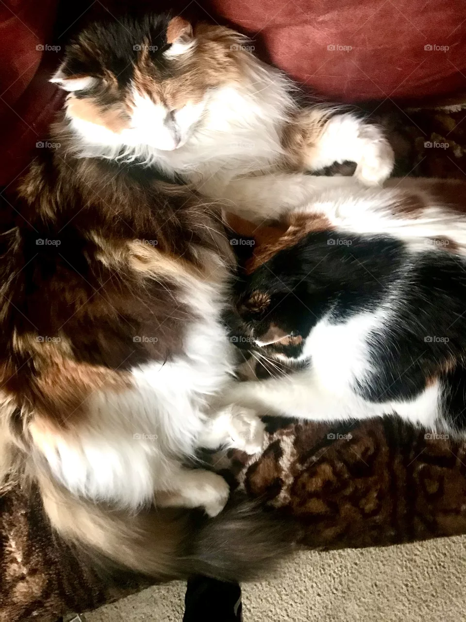 Calico cat sisters have a cuddle on the couch with their favorite blanket.