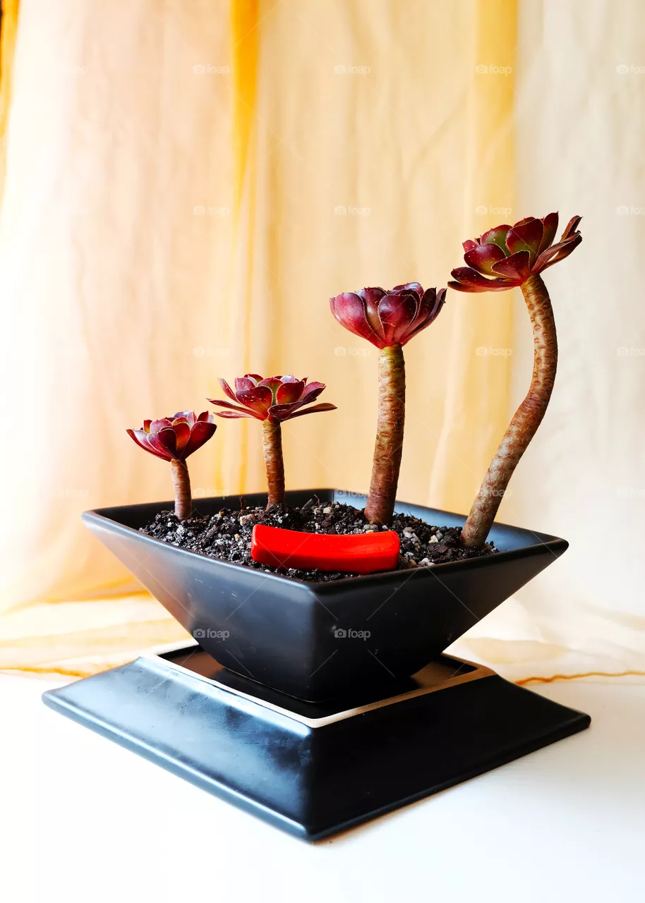 Cactus in pot