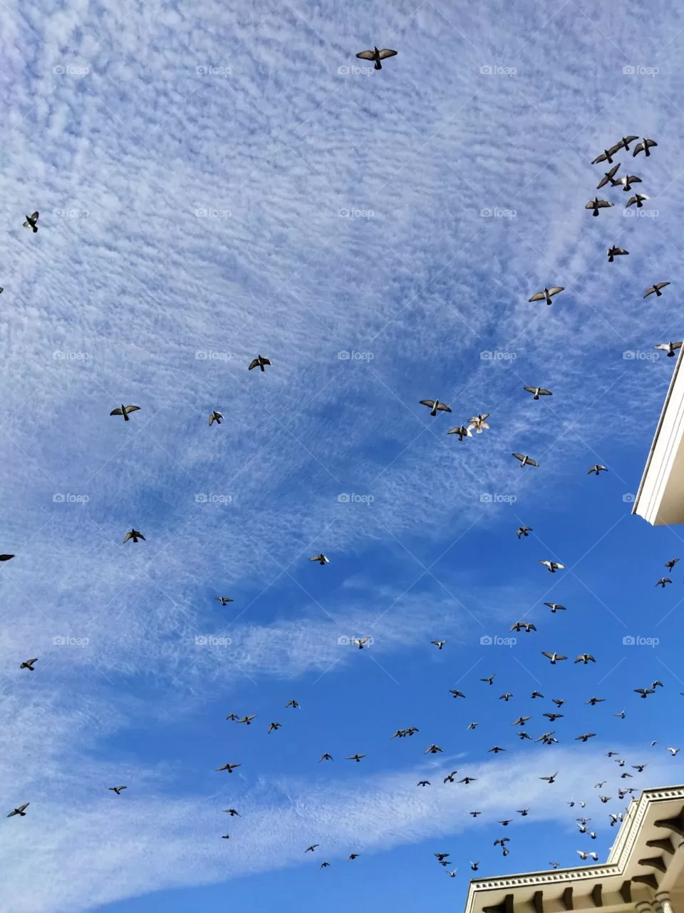 flock of birds