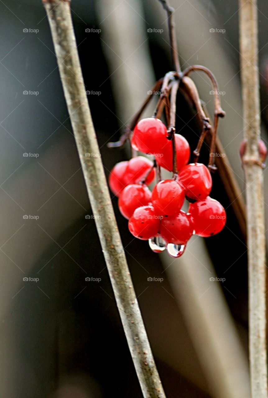 red wet berries with raindrops in winter