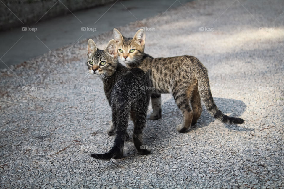 A pair of cat cub on the pavement road