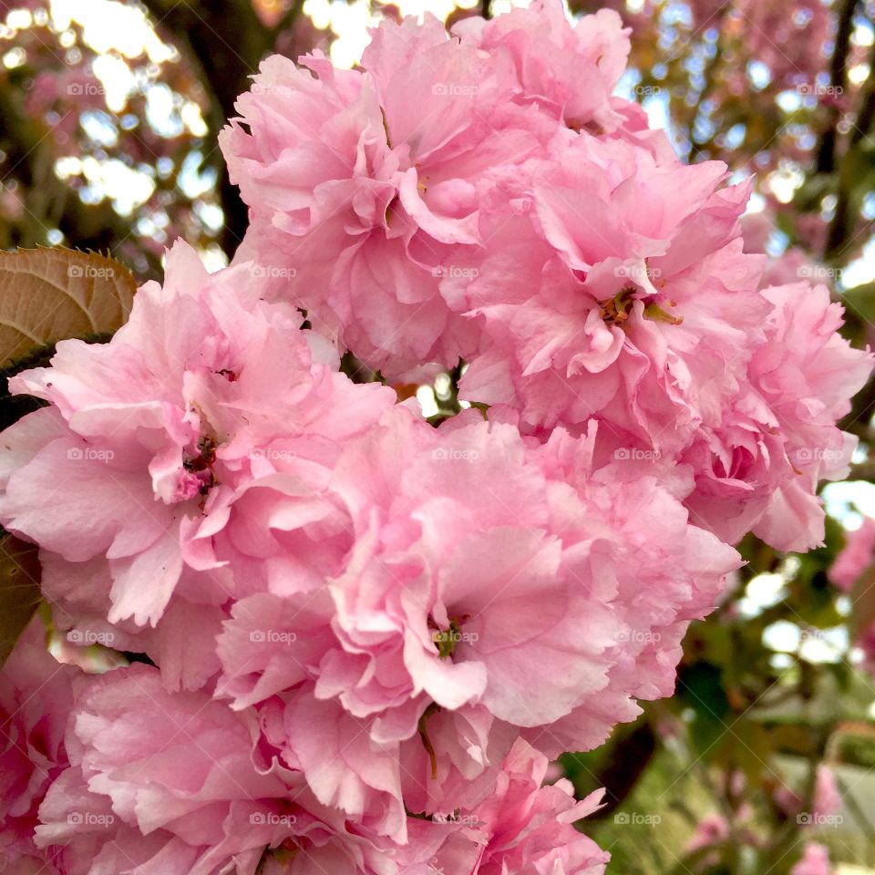Pink blossom
