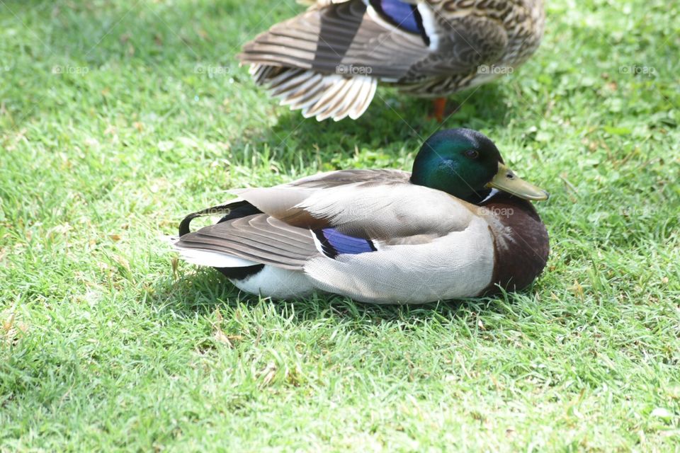 Ducks at rest
