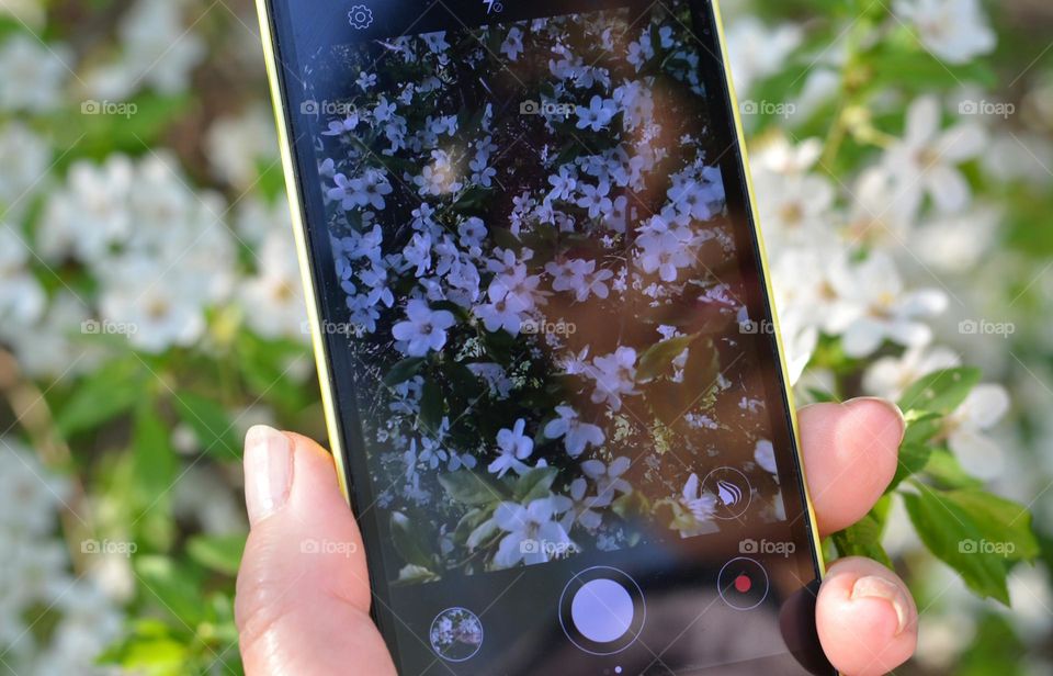 women take pictures smartphone blooming tree white flowers beautiful spring nature