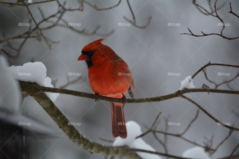 Cardinal 