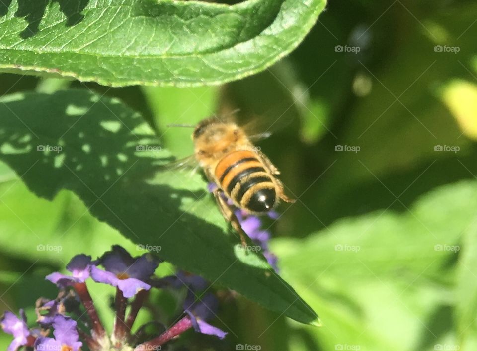 Nature, Insect, Bee, No Person, Outdoors