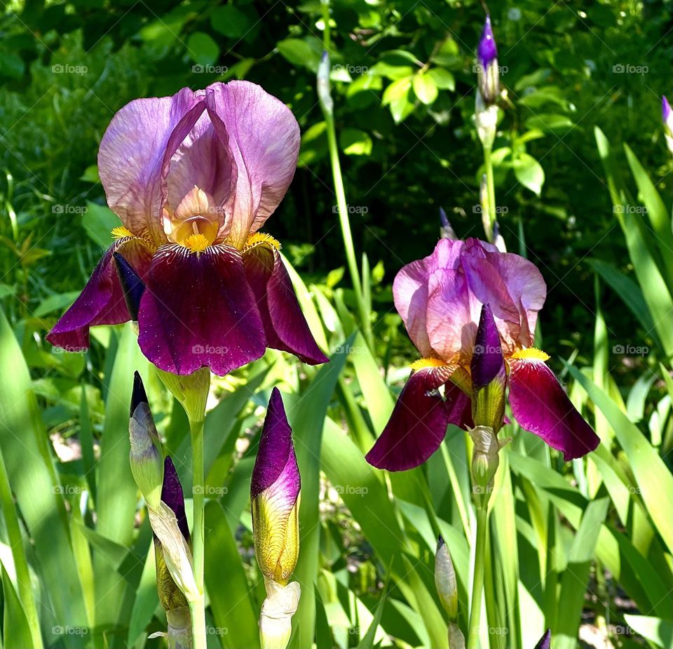 Высокий германский ирис — цветок, который завораживает своей красотой и огромным количеством расцветок.
