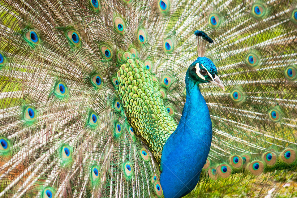 Peacock displaying colorful feather