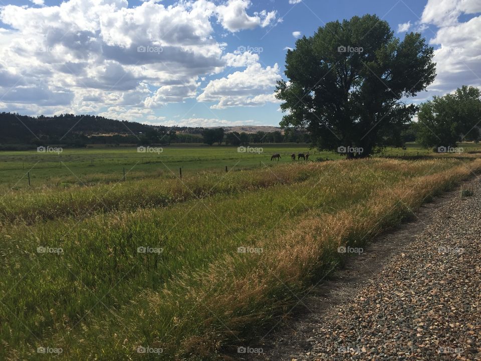 No Person, Landscape, Tree, Agriculture, Cropland